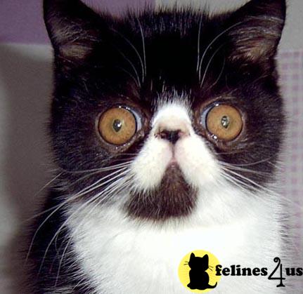 TITBIT cattery Penguin -Black White female