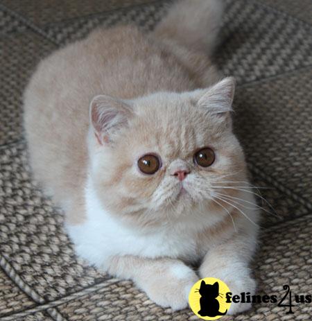Exotic Shorthair Kittens