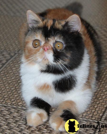 Exotic Shorthair Kittens