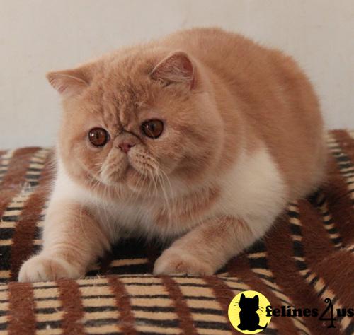 Cats for Sale