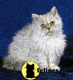 Adorable RARE Curly Kittens - CFA Registered