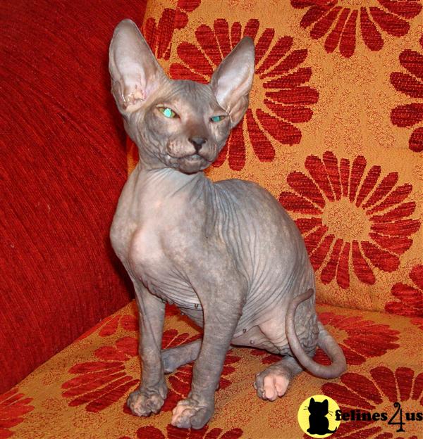 Kittens for Sale in New York