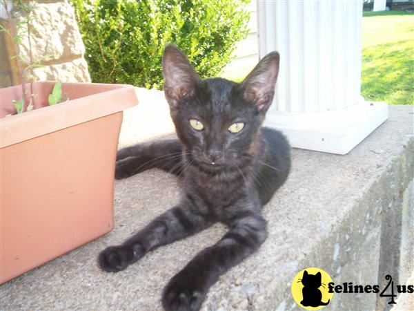Kittens for Sale in Oklahoma