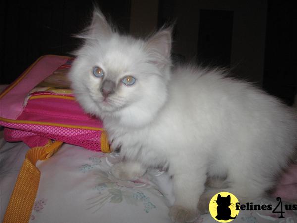Ragdoll Kittens