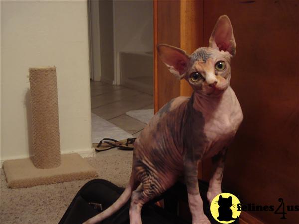 Hypoallergenic Cats