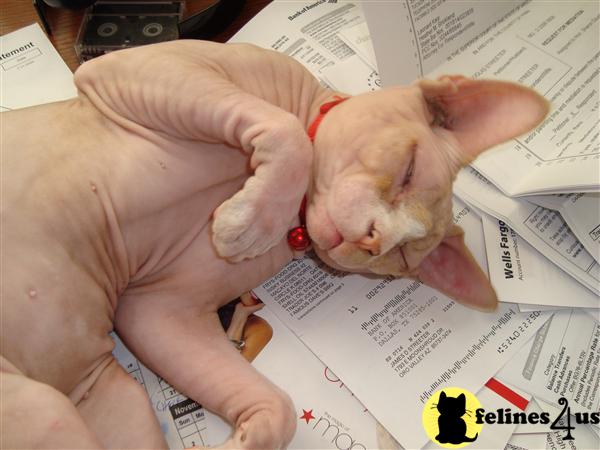 Kittens for Sale
