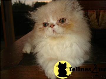 Exotic Shorthair and Longhair Persian Kittens