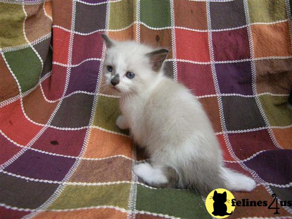 Ragdoll Kittens