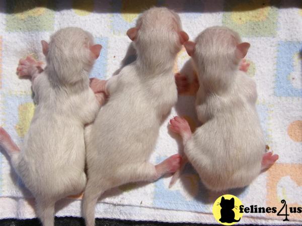 Tiny munchkin kittens are here-reserving now - spring 2012 litter