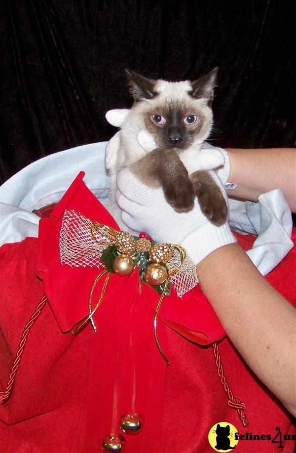 Young kitten Wonderfully Loving 