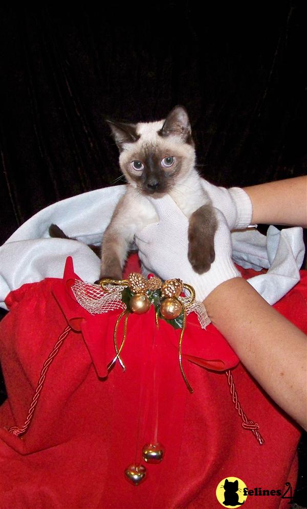 Siamese Kittens