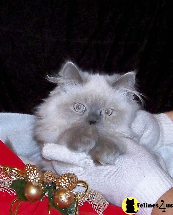 Himalayan Kittens