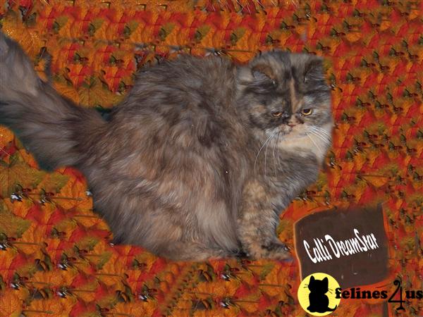 Cats for Sale