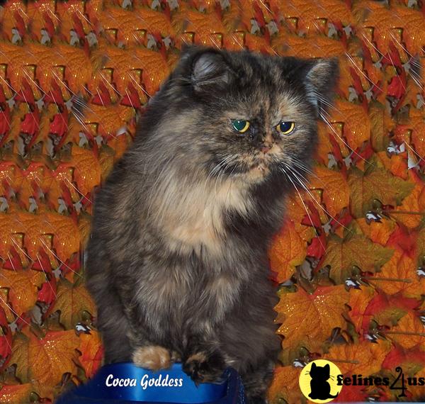 Cats for Sale