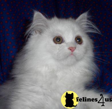Kittens for Sale