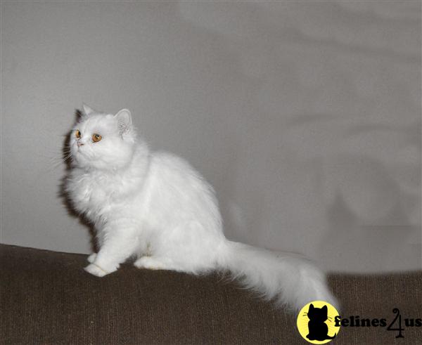 Cats for Sale