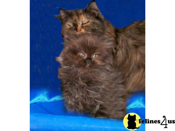Kittens for Sale