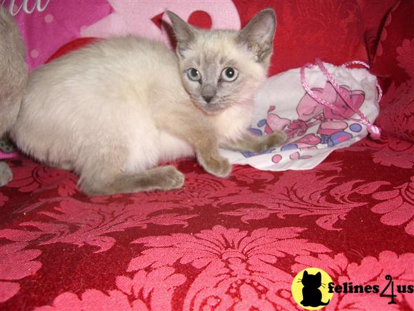 Cats for Sale