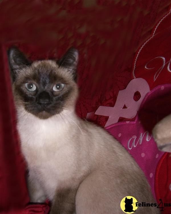 Cats for Sale