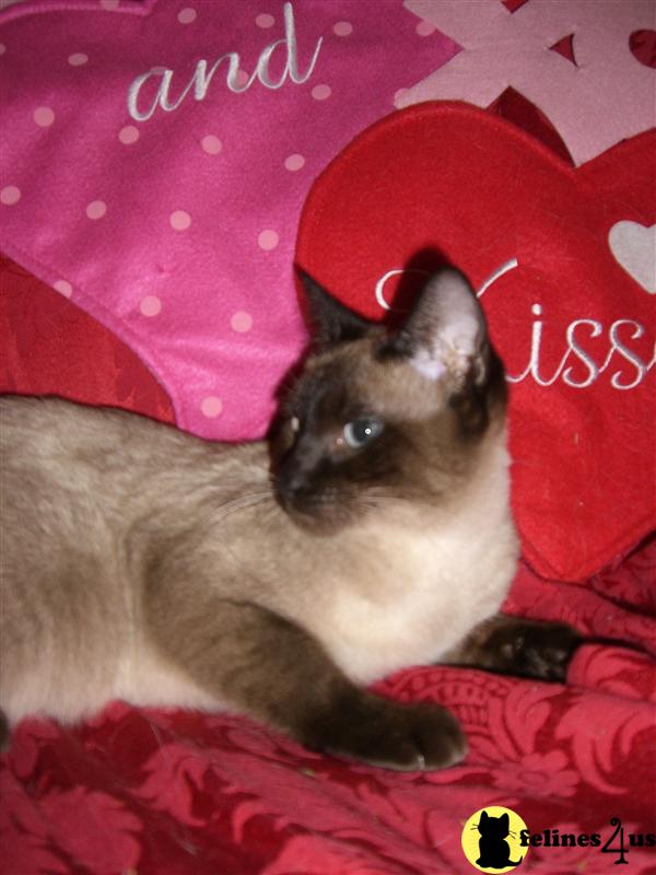 Cats for Sale