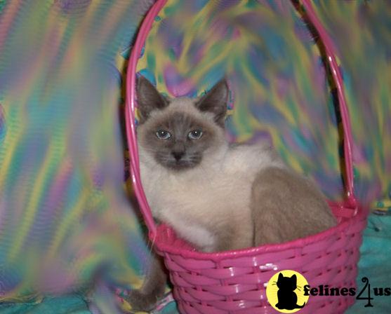 Cats for Sale