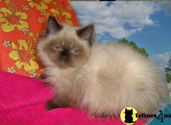 Himalayan Kittens