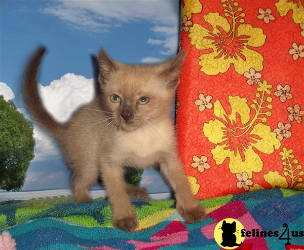 Siamese Kittens