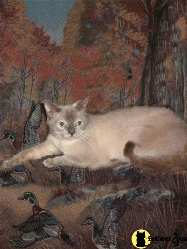 Cats for Sale