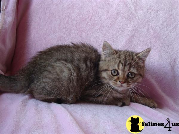 Exotic Shorthair Kittens