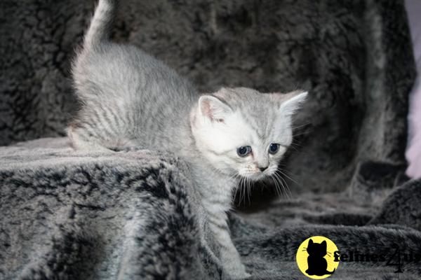 Exotic Shorthair Kittens