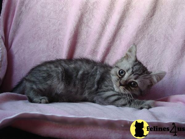 Kittens for Sale in Kentucky