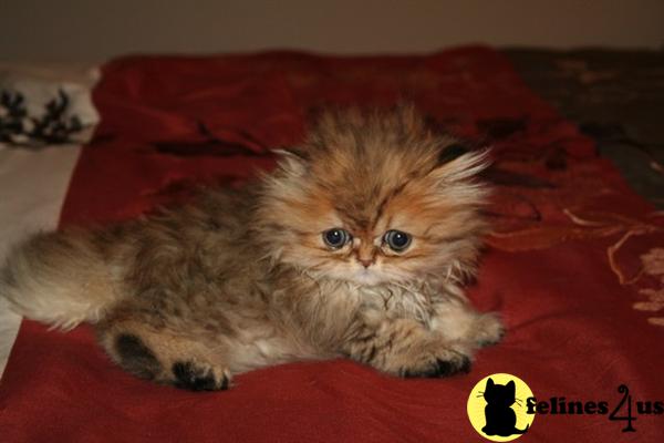 Kittens for Sale in Kentucky