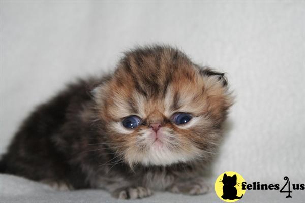Kittens for Sale in Kentucky