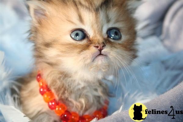 Kittens for Sale in Kentucky