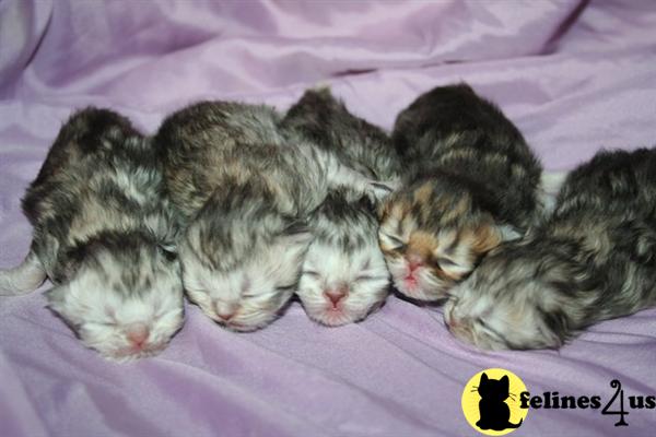 Kittens for Sale in Kentucky