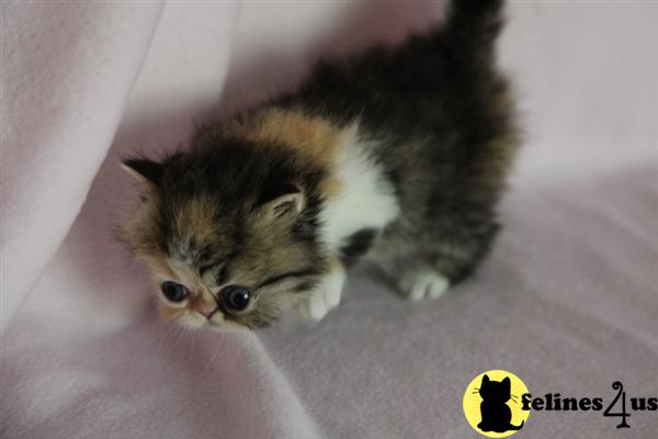 Persian Cat Rescue Austin Texas Persian Cat Rescue Austin Texas