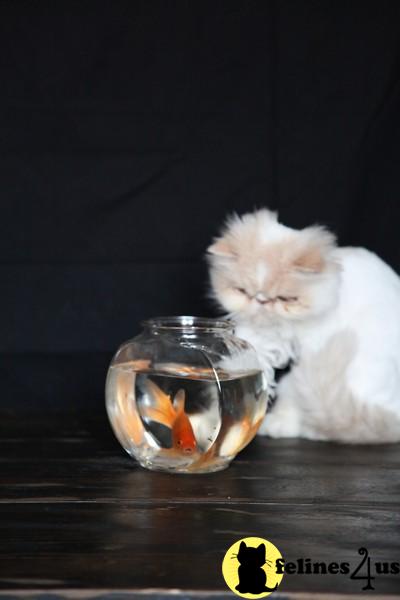 Cats for Sale