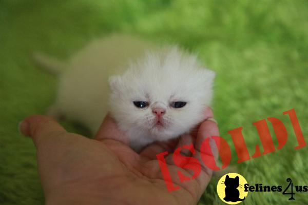 Exotic Shorthair Solid Whites