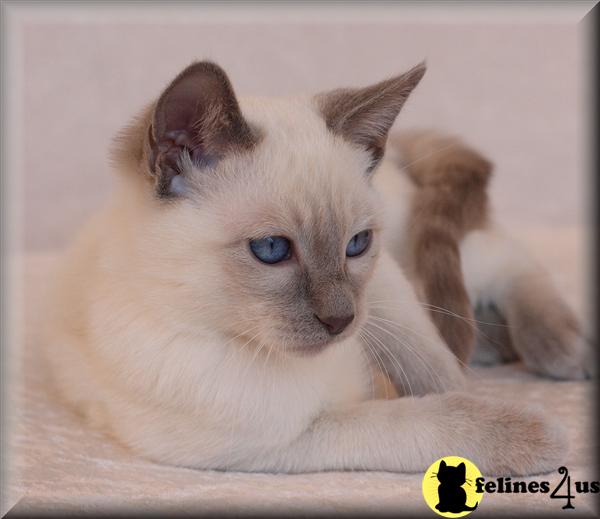 Siamese Kittens