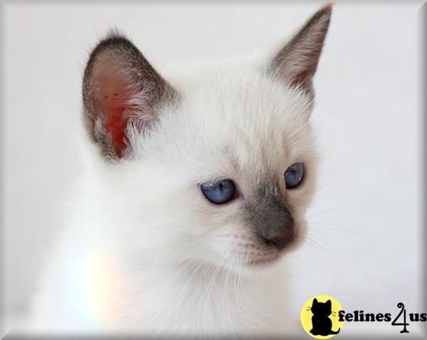 Siamese Kittens