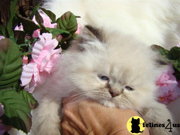 HIMALAYAN KITTENS