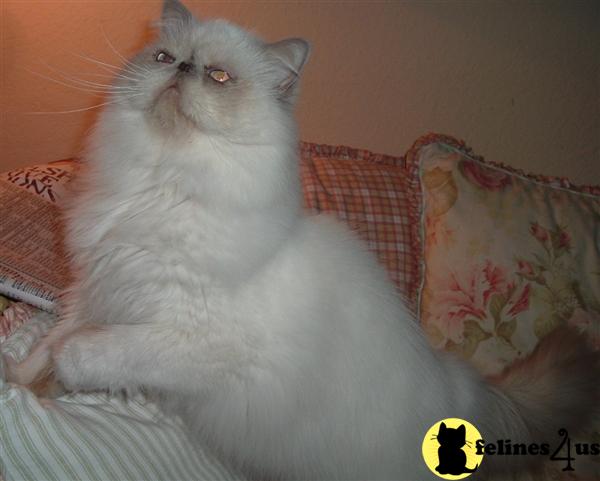 Himalayan Kittens