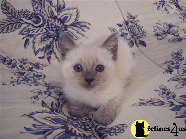 Kittens for Sale in Louisiana