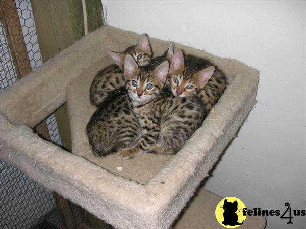 Bengal Munchkin Cat