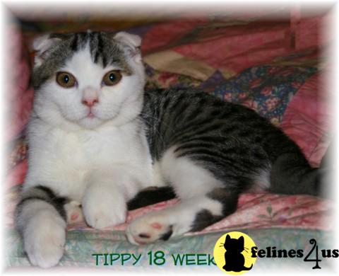 Tippy is a gorgeous Scottish Fold girl