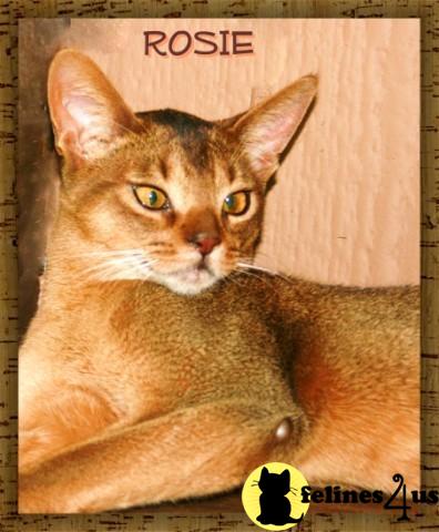 California Abyssinian Kittens