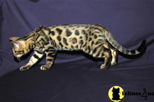 TICA Registered Bengal kittens in Maryland.  Some Ready Now