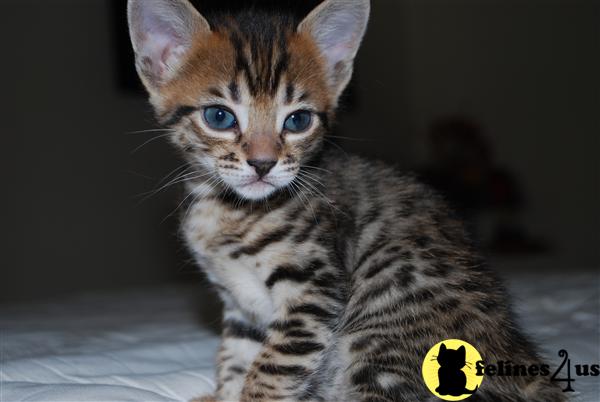 Savannah Kittens