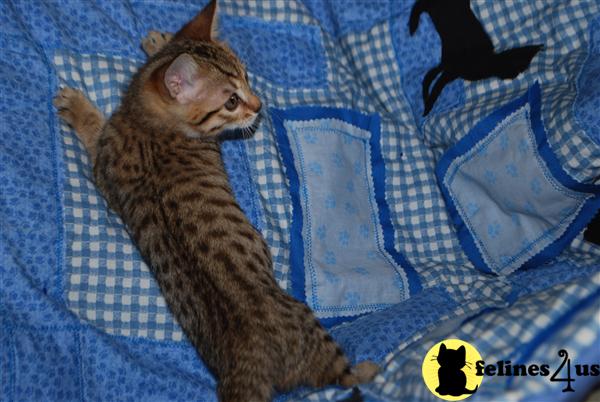 Kittens for Sale in Colorado