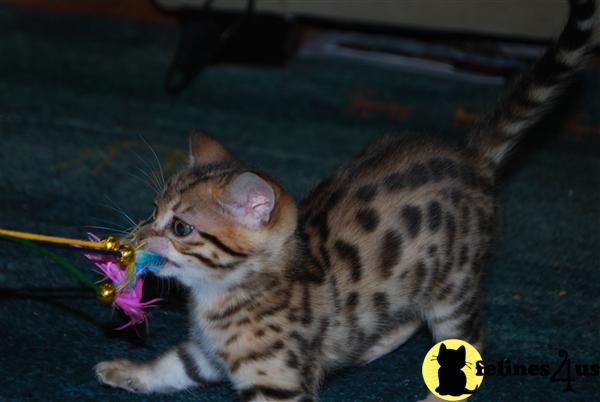 Kittens for Sale in Colorado